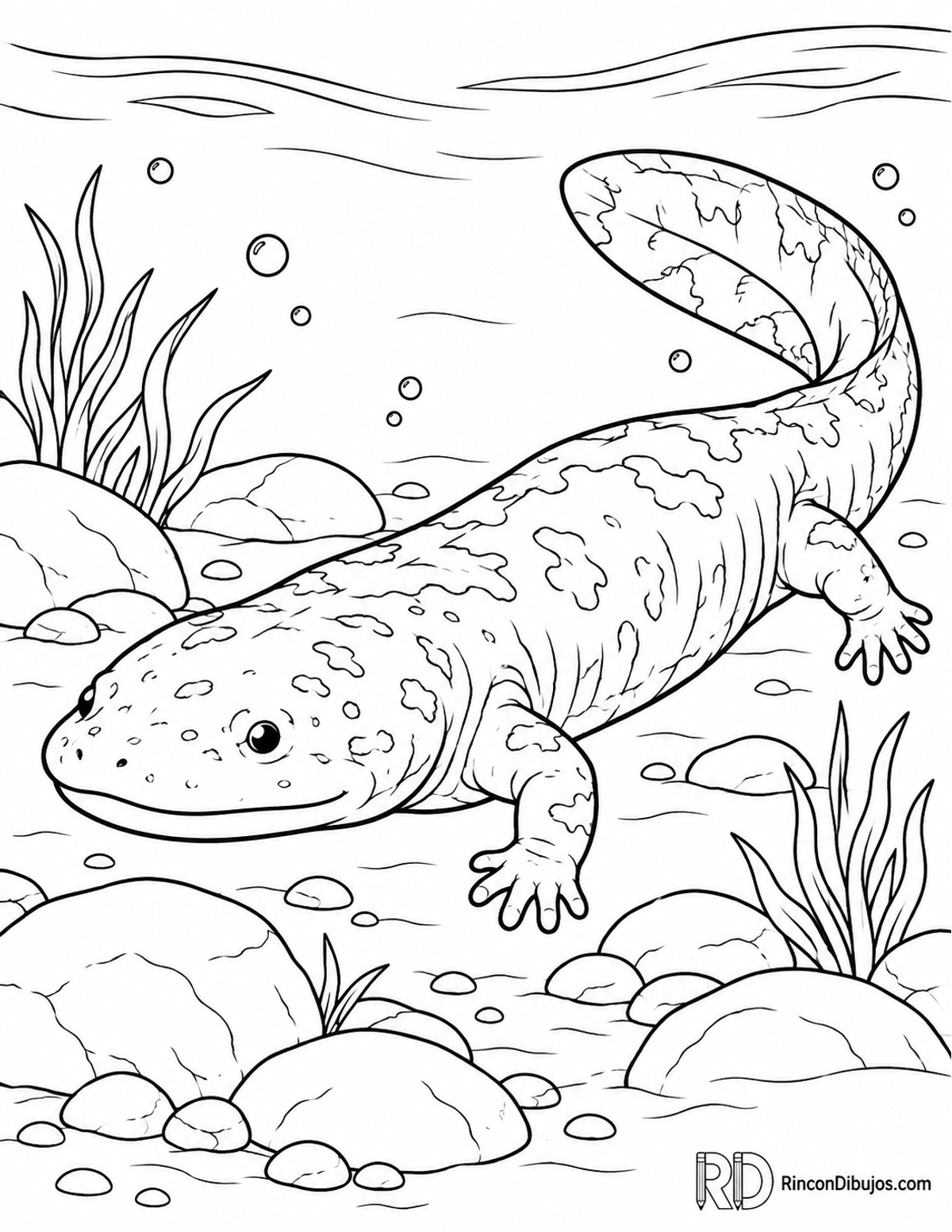 Dibujo de salamandra gigante japonesa para colorear Dibujo de salamandra gigante japonesa para colorear