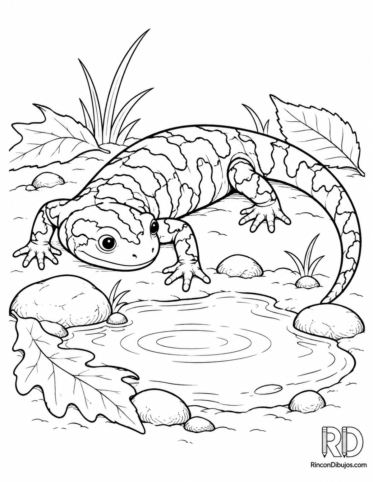 Dibujo de salamandra jaspeada para colorear Dibujo de salamandra jaspeada para colorear