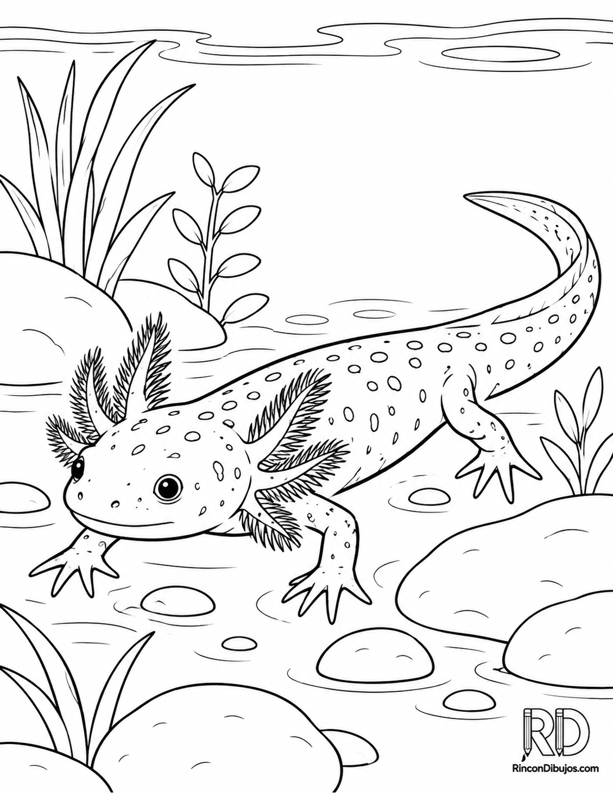 Dibujo de salamandra juvenil para colorear Dibujo de salamandra juvenil para colorear