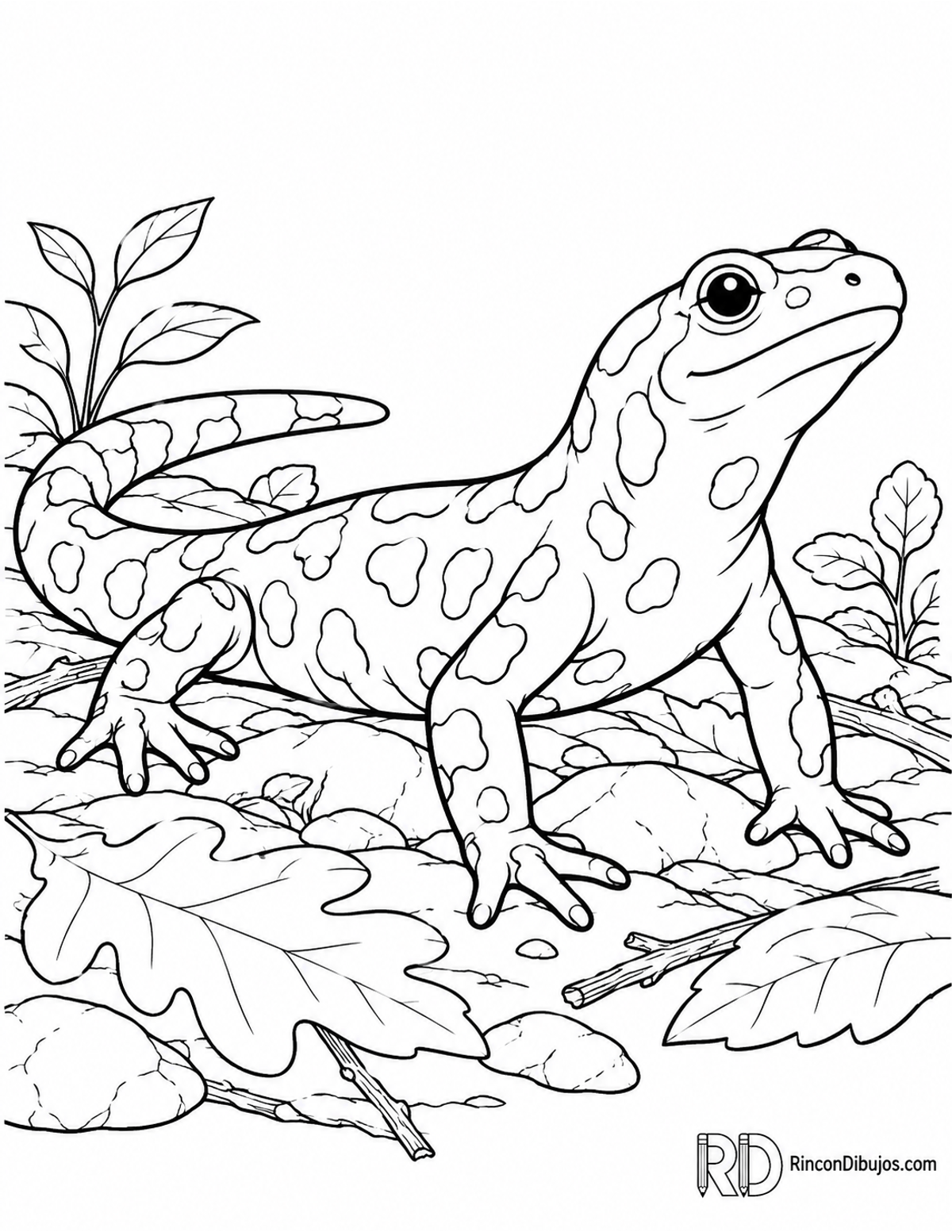 Dibujo de salamandra manchada para colorear Dibujo de salamandra manchada para colorear