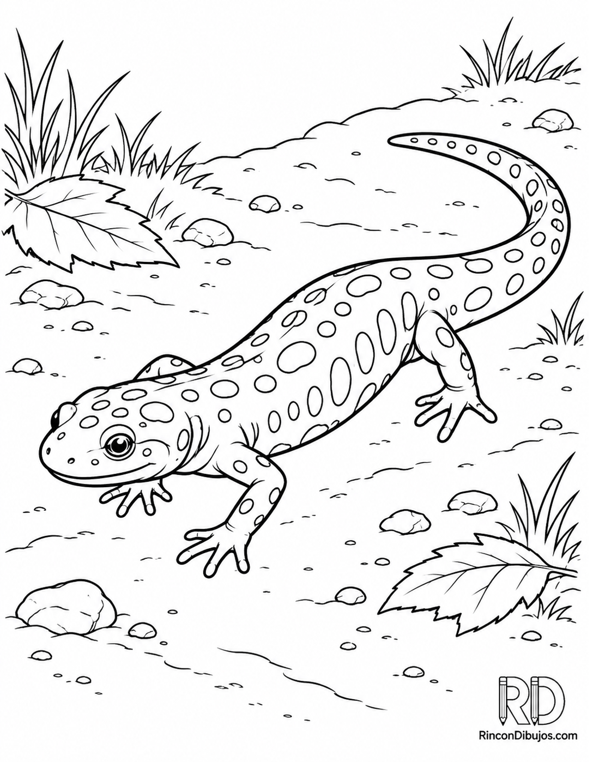Dibujo de salamandra moteada cruzando para colorear Dibujo de salamandra moteada cruzando para colorear