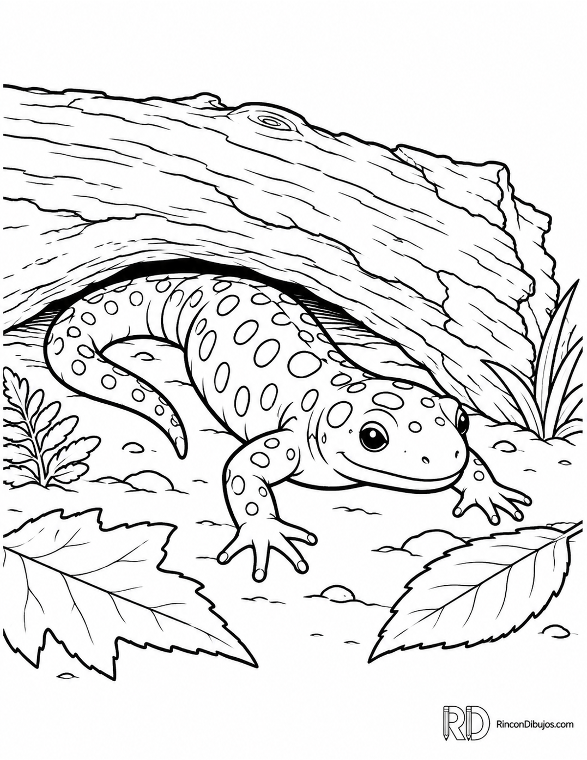 Dibujo de salamandra moteada para colorear Dibujo de salamandra moteada para colorear