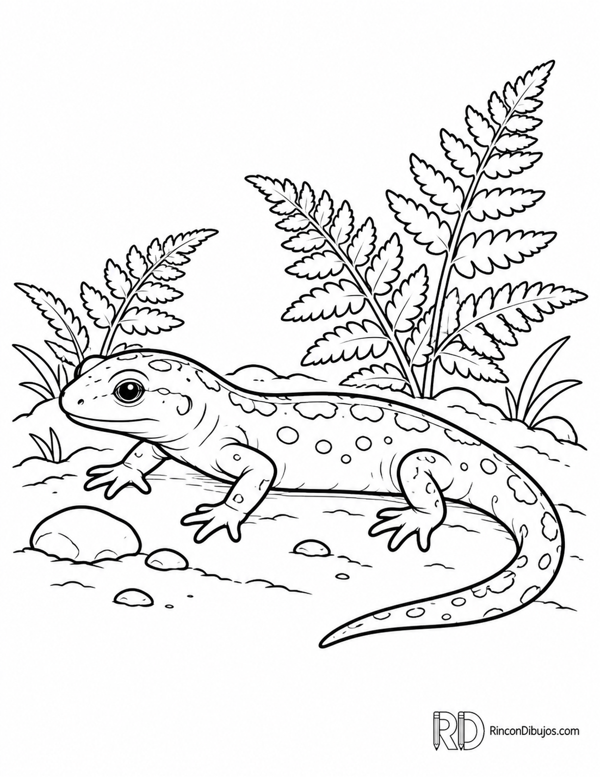 Dibujo de salamandra pequeña para colorear Dibujo de salamandra pequeña para colorear