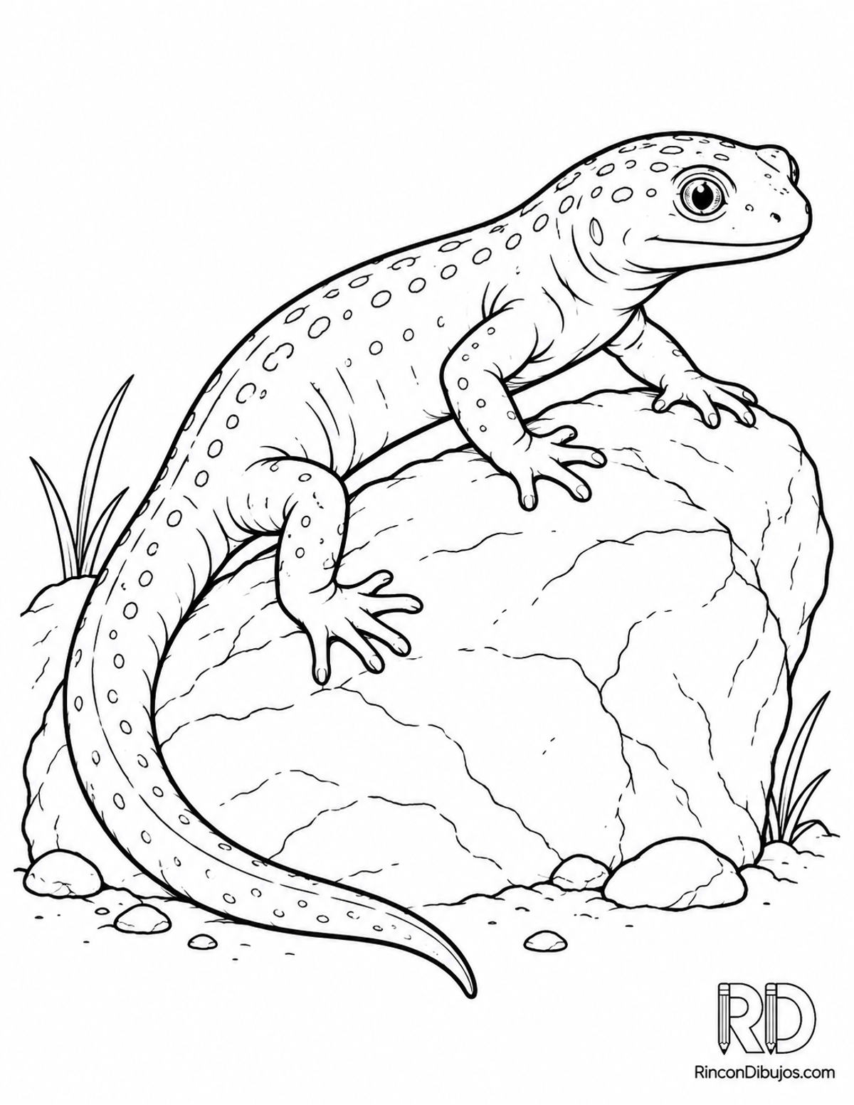 Dibujo de salamandra roja para colorear Dibujo de salamandra roja para colorear