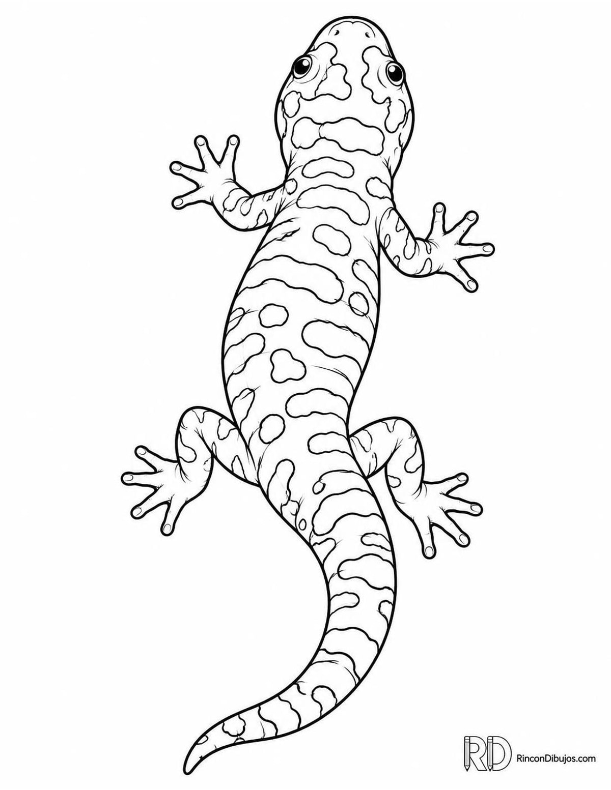 Dibujo de salamandra tigre para colorear Dibujo de salamandra tigre para colorear