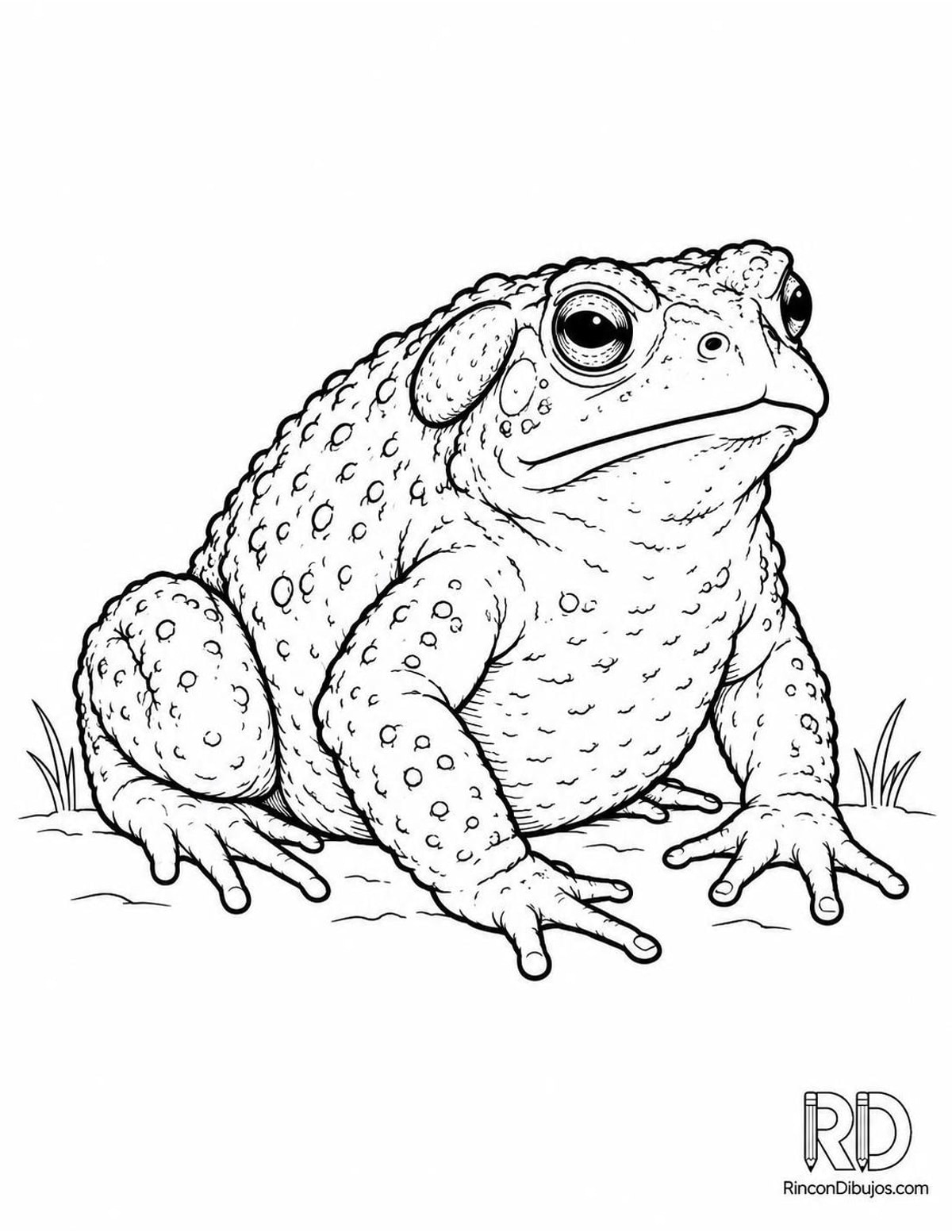 Dibujo de sapo americano sentado para colorear Dibujo de sapo americano sentado para colorear