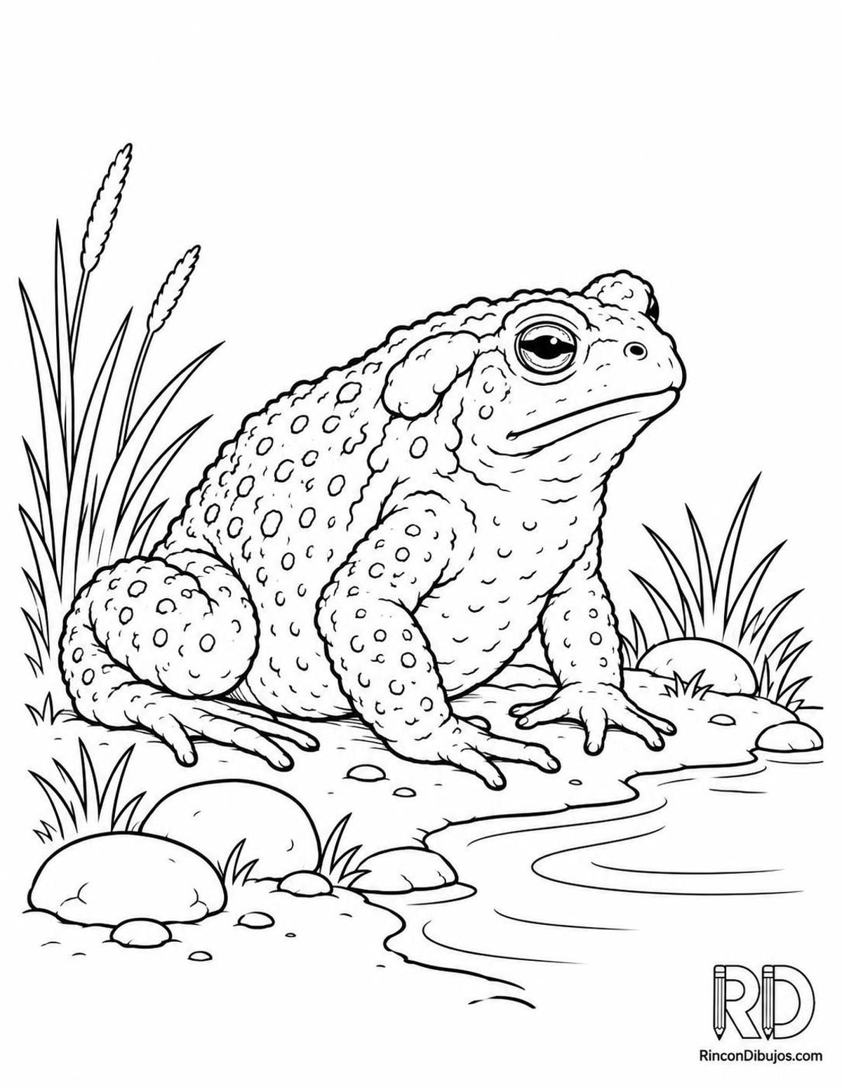 Dibujo de sapo común orilla para colorear Dibujo de sapo común orilla para colorear