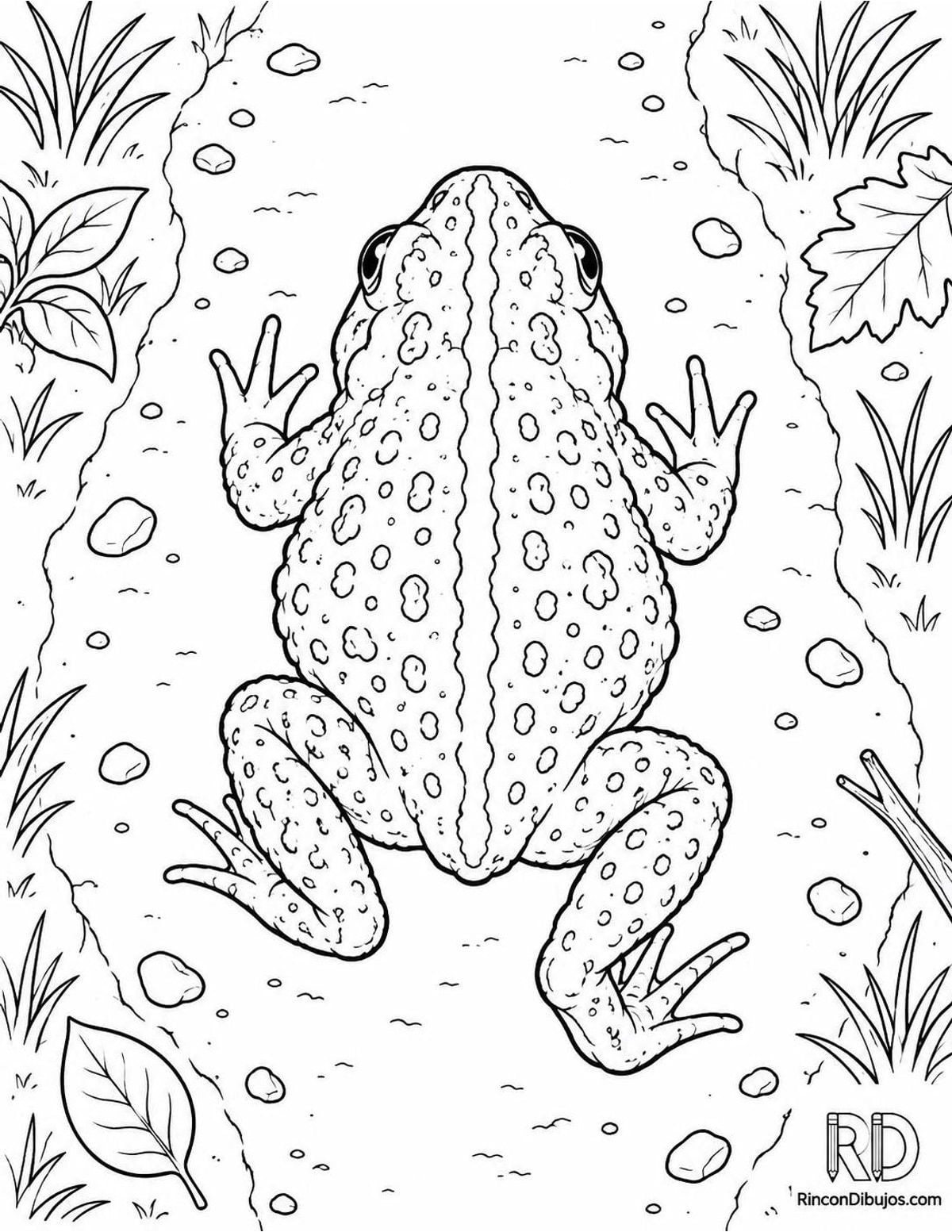 Dibujo de sapo corredor sendero para colorear Dibujo de sapo corredor sendero para colorear