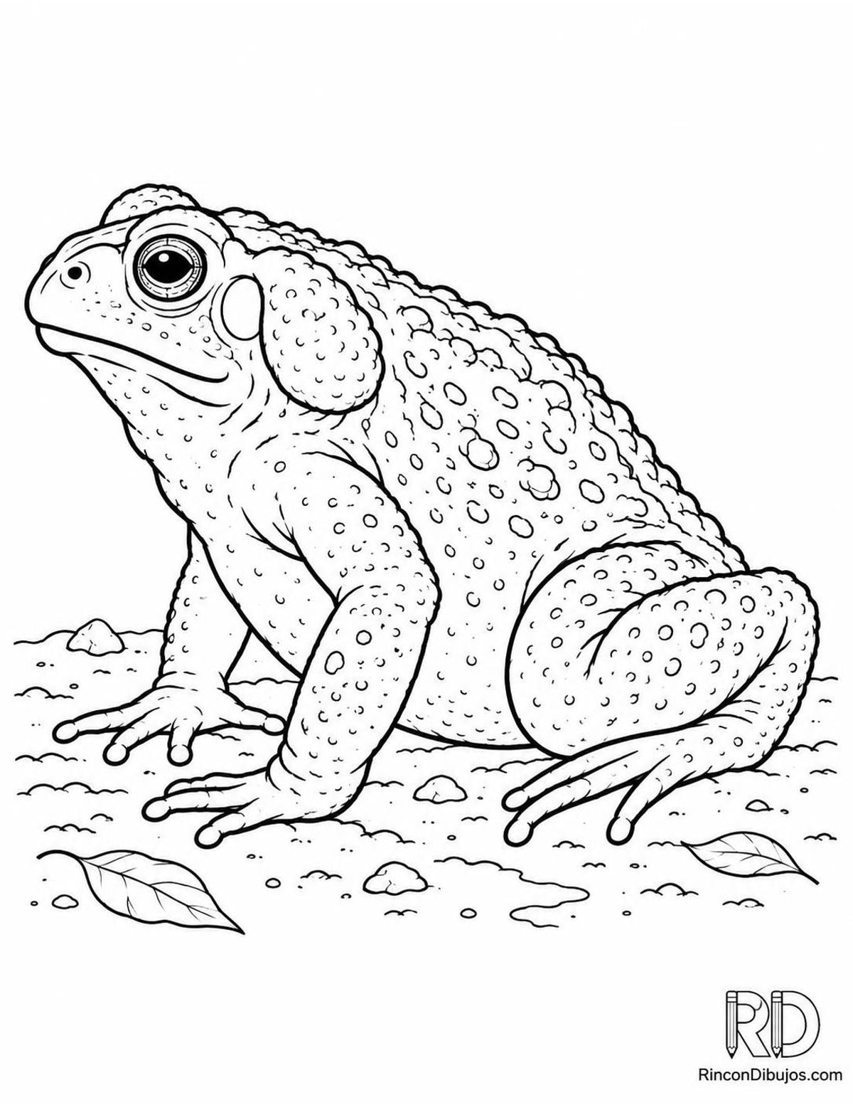 Dibujo de sapo de caña para colorear Dibujo de sapo de caña para colorear