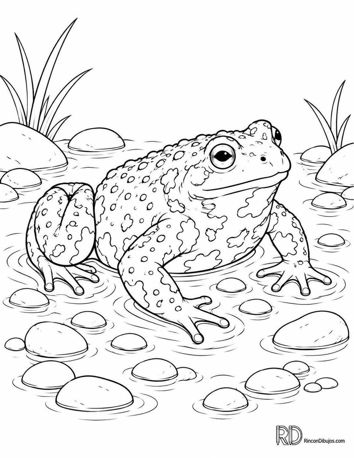 Dibujo de sapo de vientre de fuego para colorear Dibujo de sapo de vientre de fuego para colorear