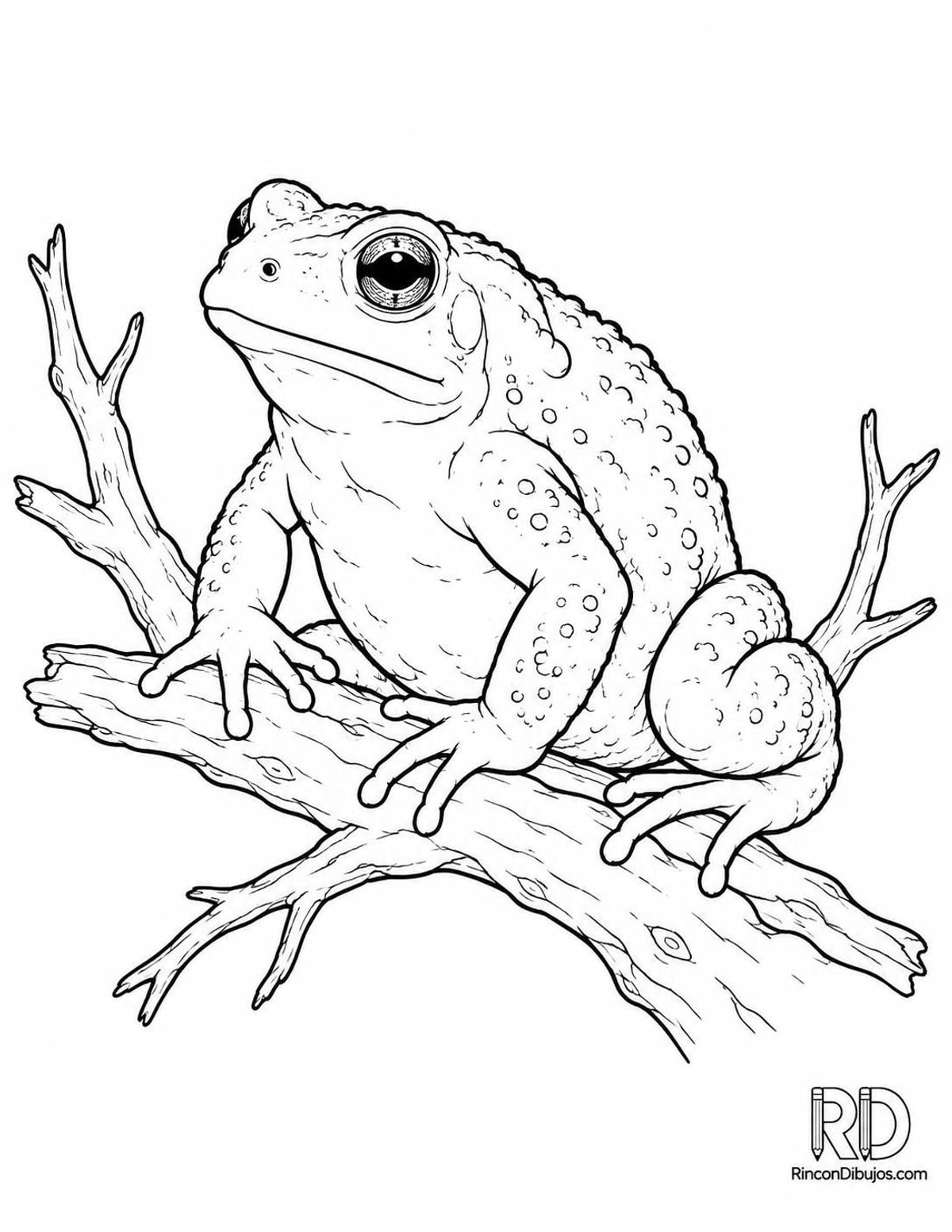 Dibujo de sapo dorado para colorear Dibujo de sapo dorado para colorear