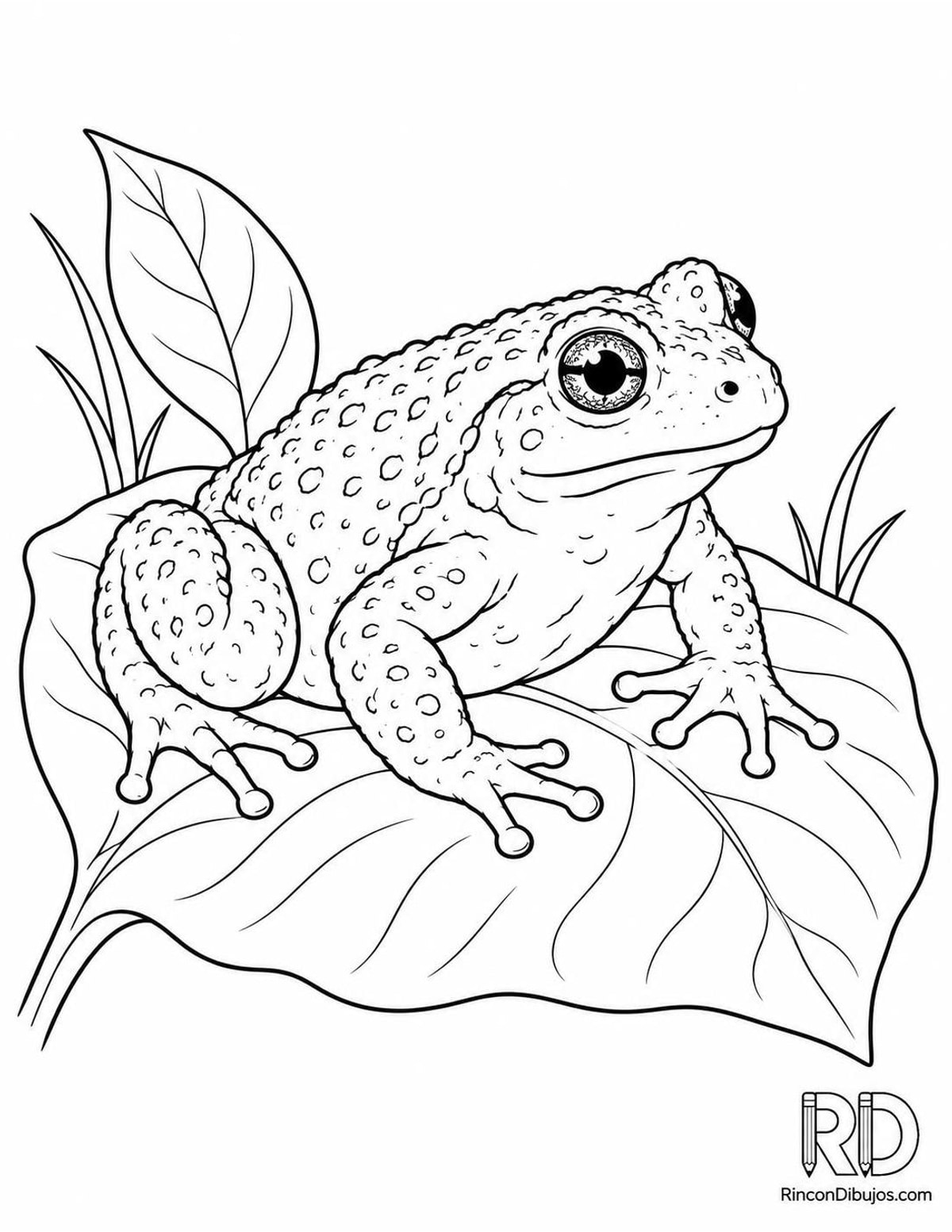Dibujo de sapo partero para colorear Dibujo de sapo partero para colorear