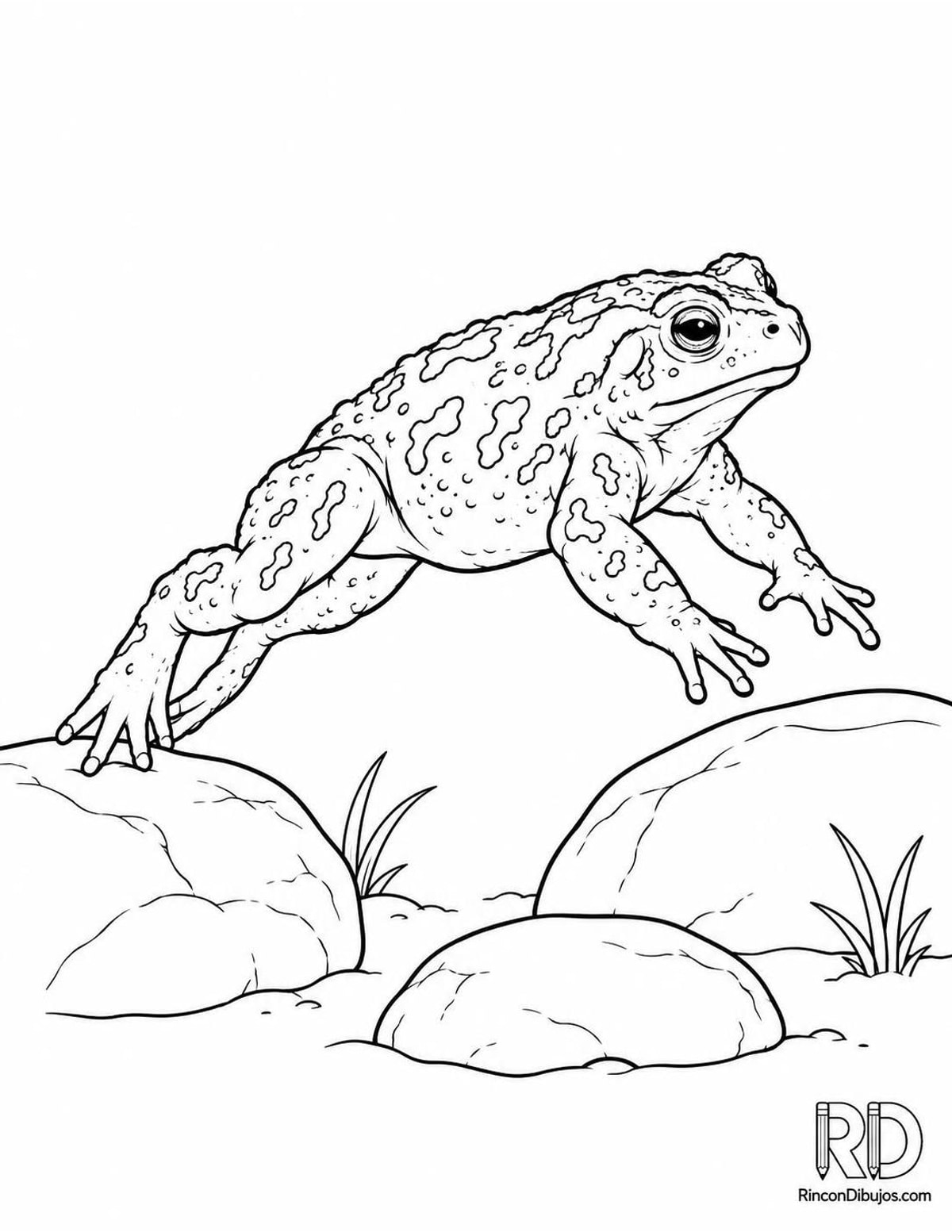 Dibujo de sapo verde saltando para colorear Dibujo de sapo verde saltando para colorear