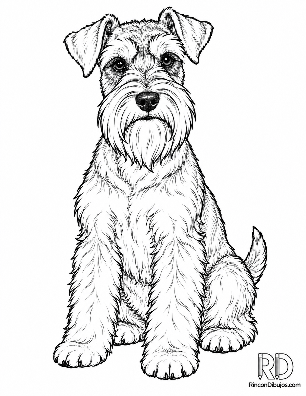 Dibujo de schnauzer miniatura para colorear Dibujo de schnauzer miniatura para colorear