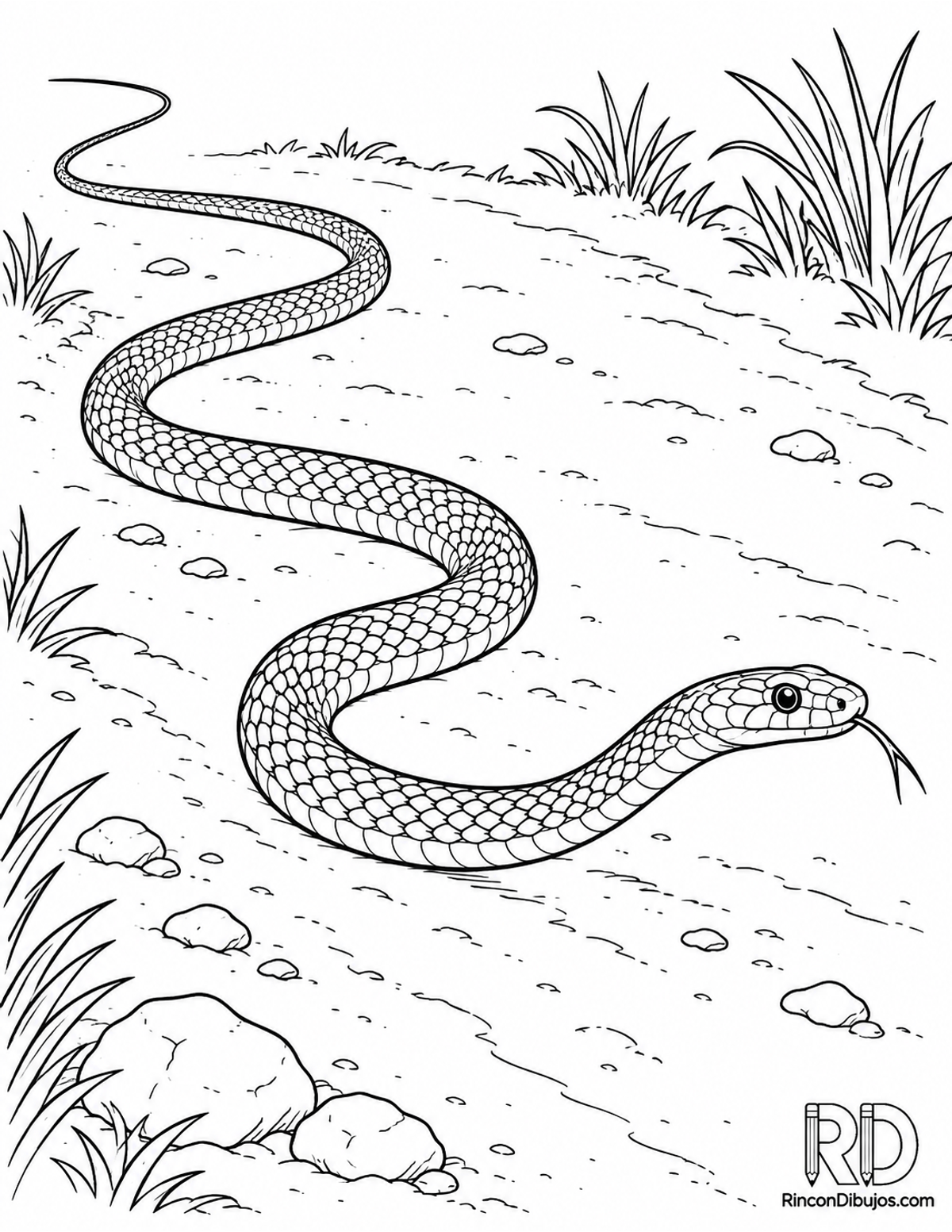 Dibujo de serpiente látigo para colorear Dibujo de serpiente látigo para colorear