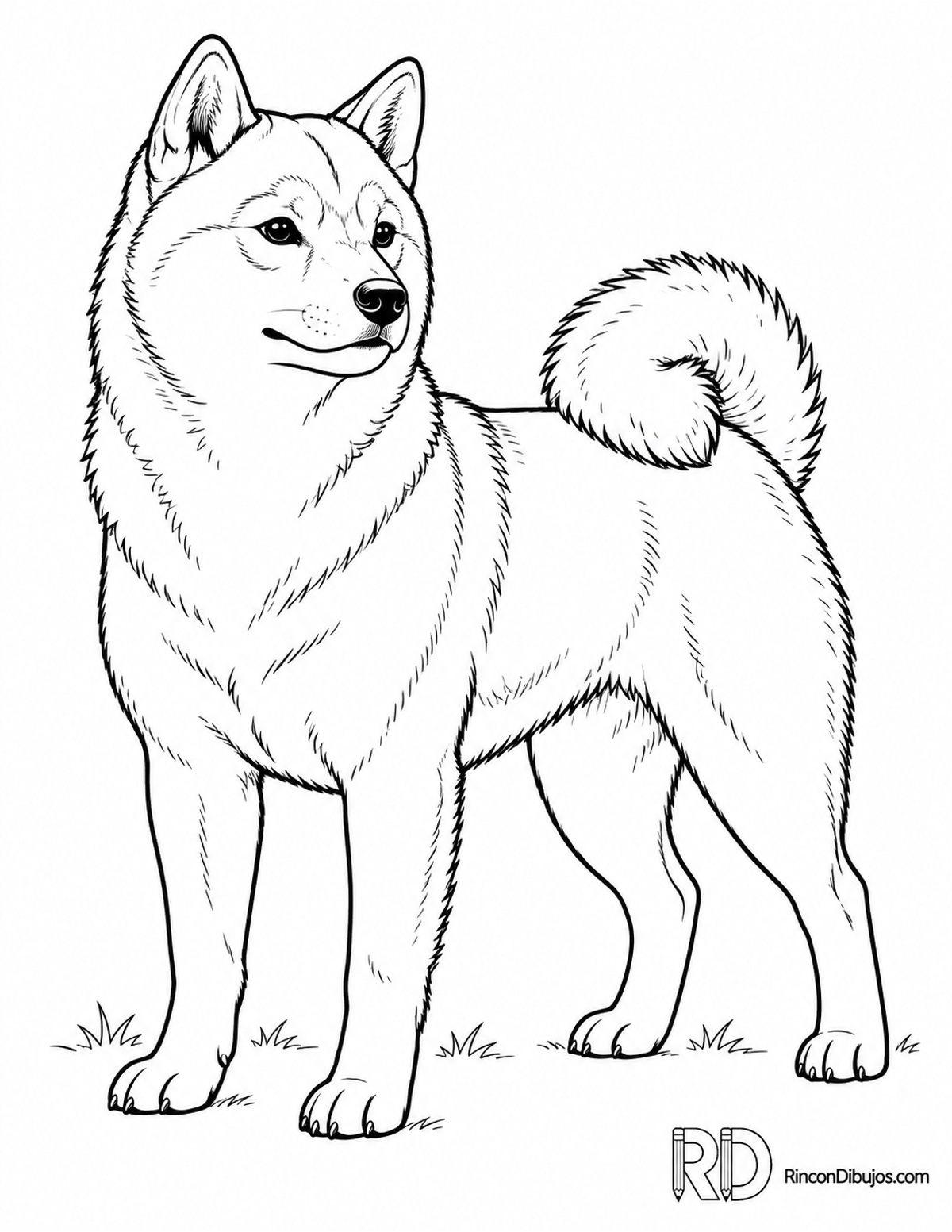 Dibujo de shiba inu para colorear Dibujo de shiba inu para colorear