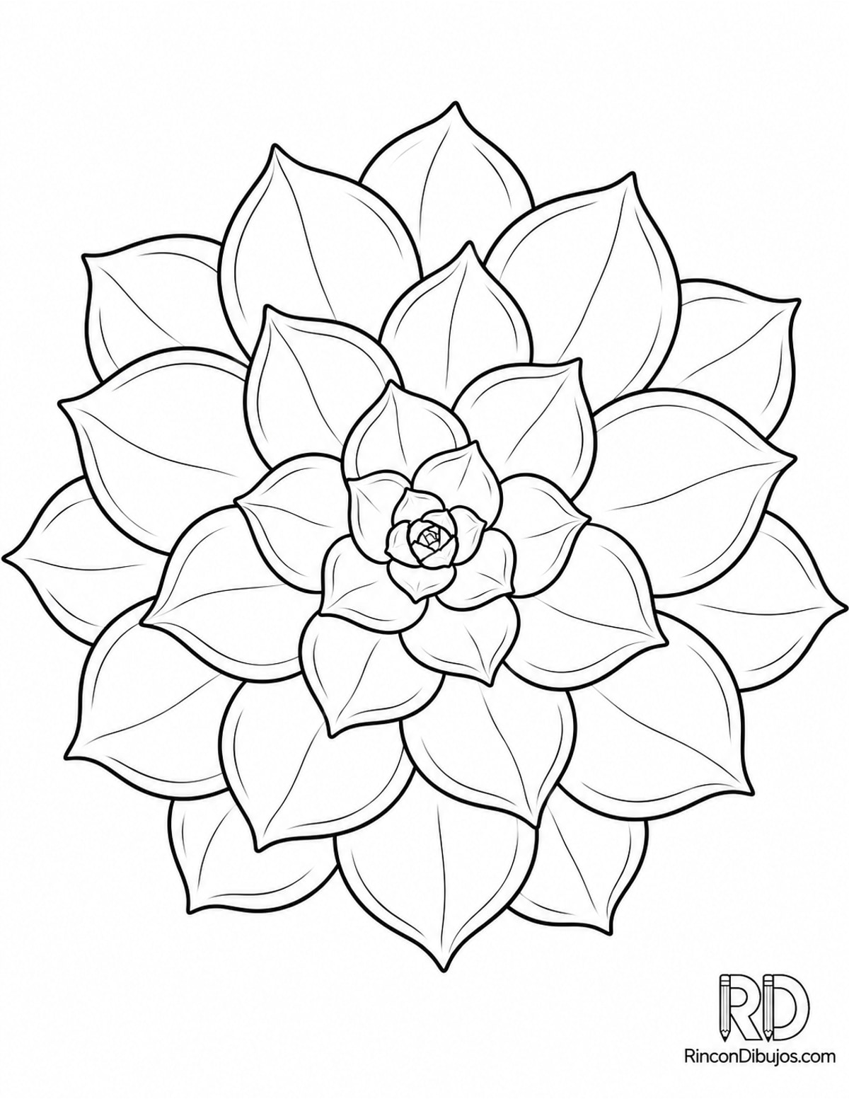 Dibujo de suculenta echeveria para colorear Dibujo de suculenta echeveria para colorear