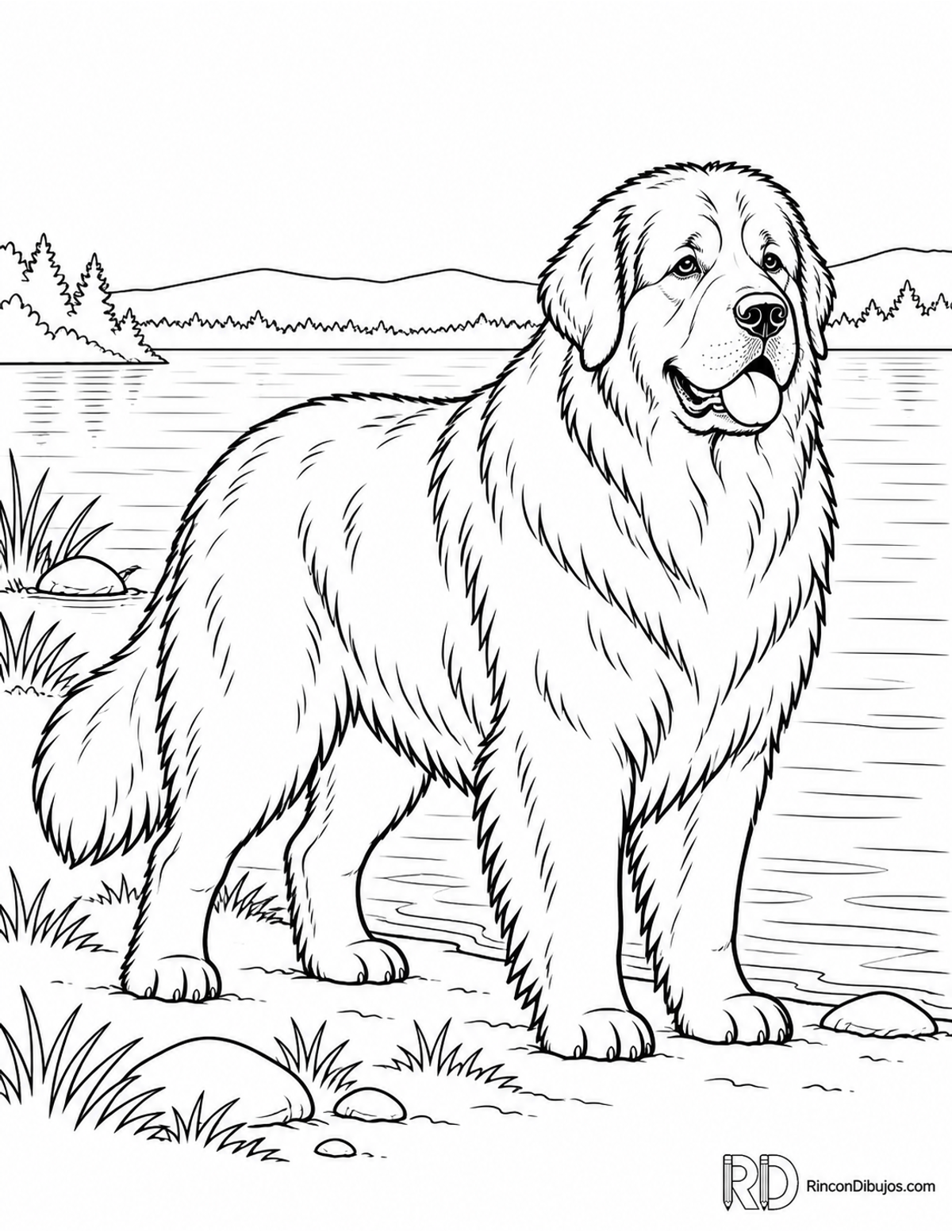 Dibujo de terranova para colorear Dibujo de terranova para colorear