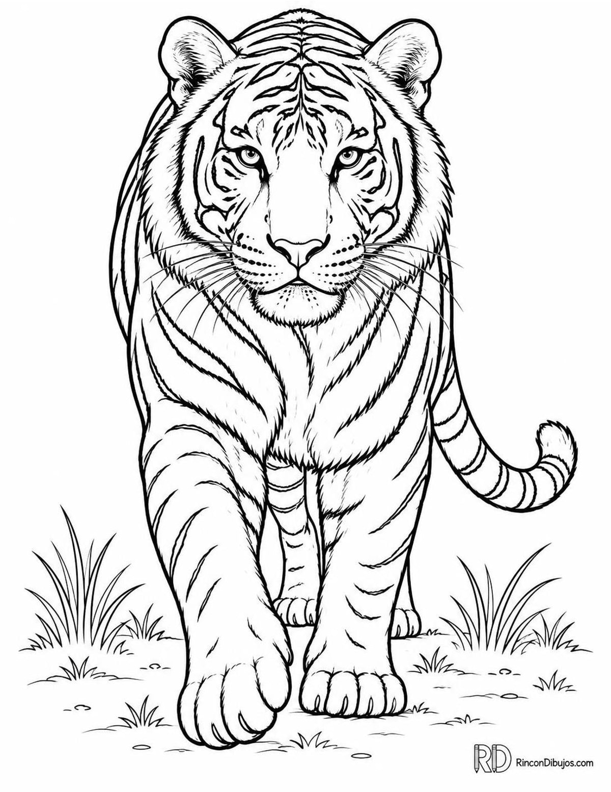 Dibujo de tigre de Bengala para colorear Dibujo de tigre de Bengala para colorear