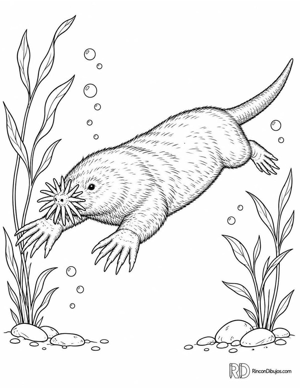Dibujo de topo de nariz estrellada nadando para colorear