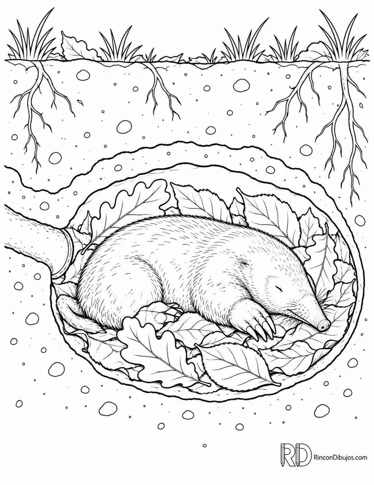 Dibujo de topo europeo descansando para colorear