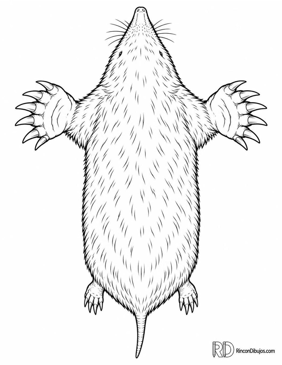 Dibujo de topo oriental para colorear