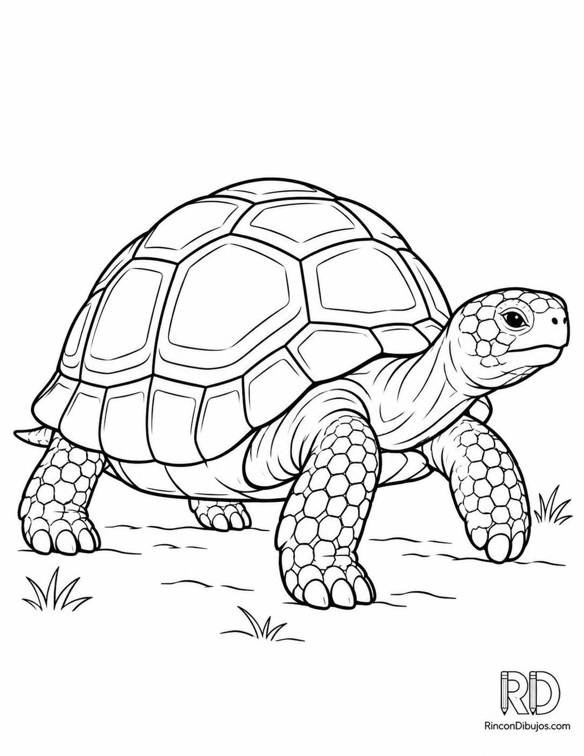 Dibujo de tortuga caminando para colorear Dibujo de tortuga caminando para colorear