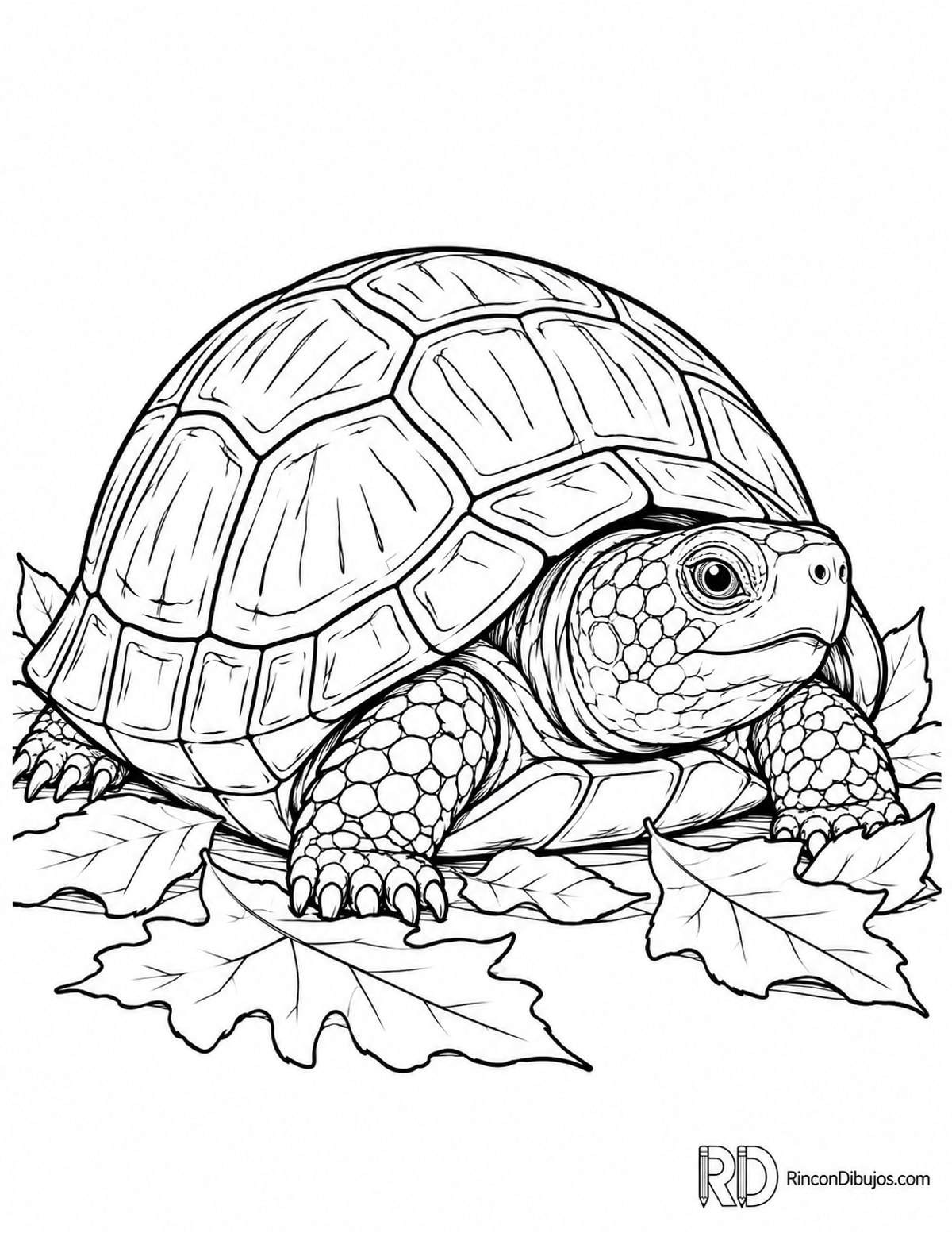 Dibujo de tortuga de caja para colorear