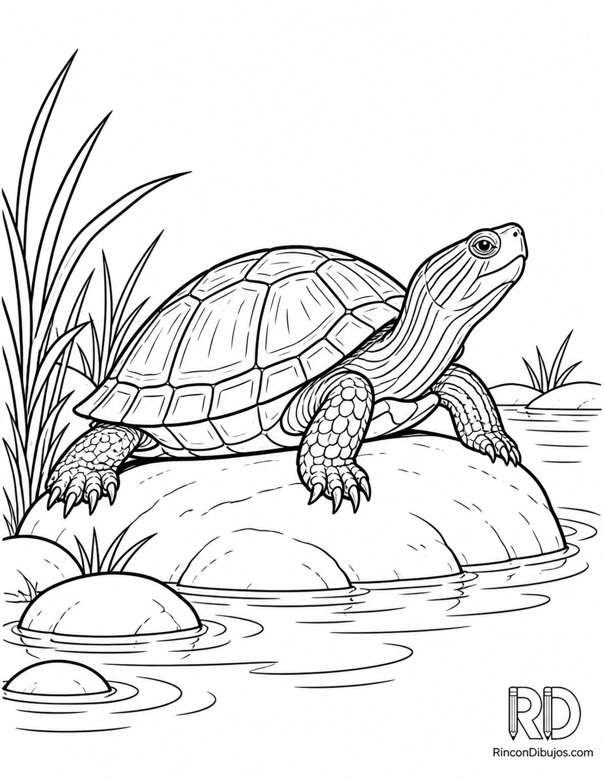 Dibujo de tortuga de río para colorear Dibujo de tortuga de río para colorear