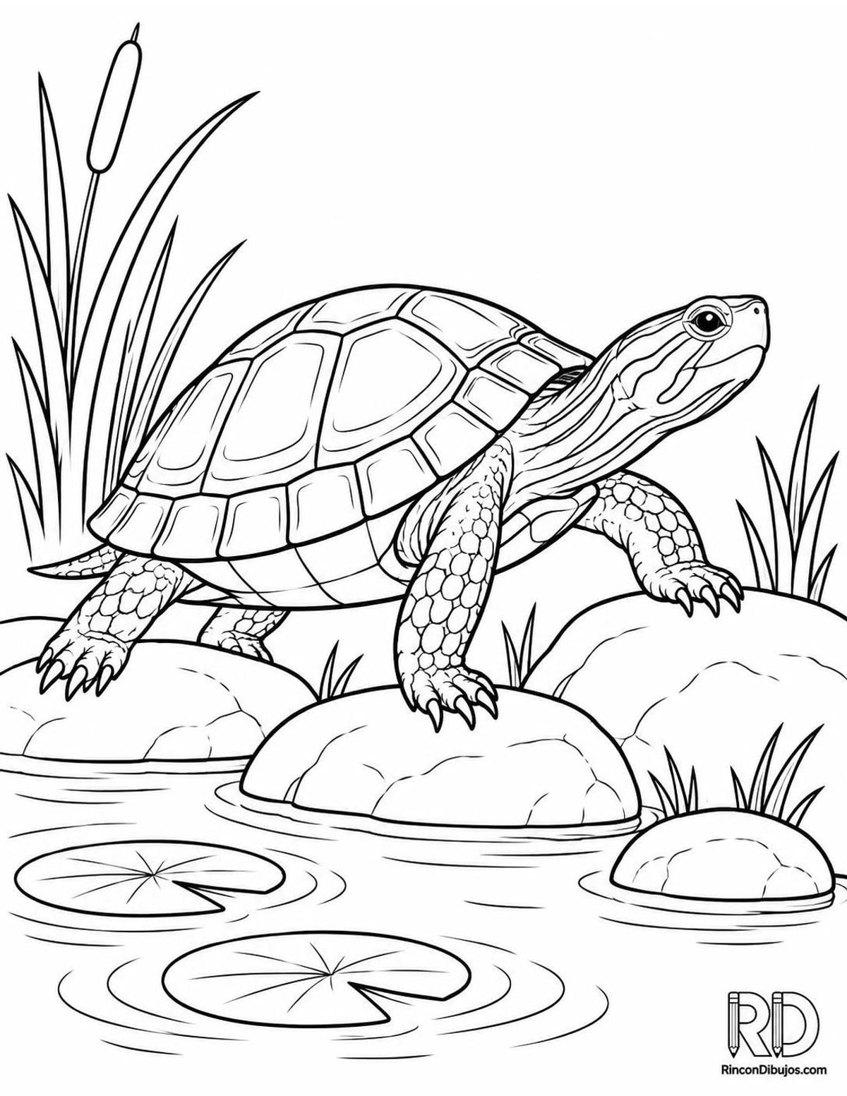Dibujo de tortuga en estanque para colorear Dibujo de tortuga en estanque para colorear