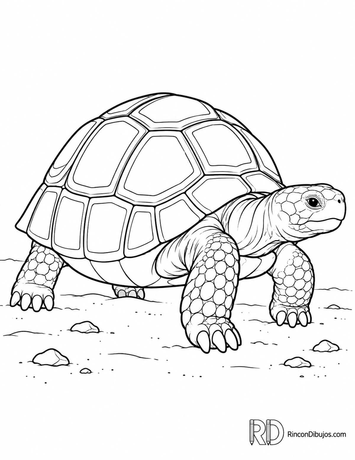 Dibujo de tortuga terrestre caminando para colorear