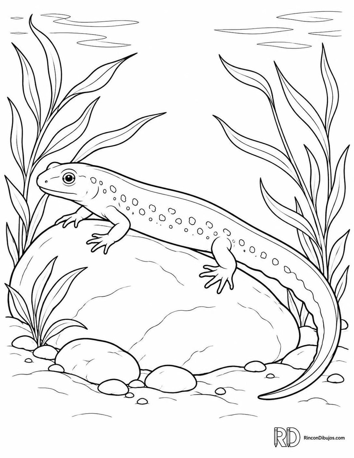 Dibujo de tritón alpino para colorear Dibujo de tritón alpino para colorear