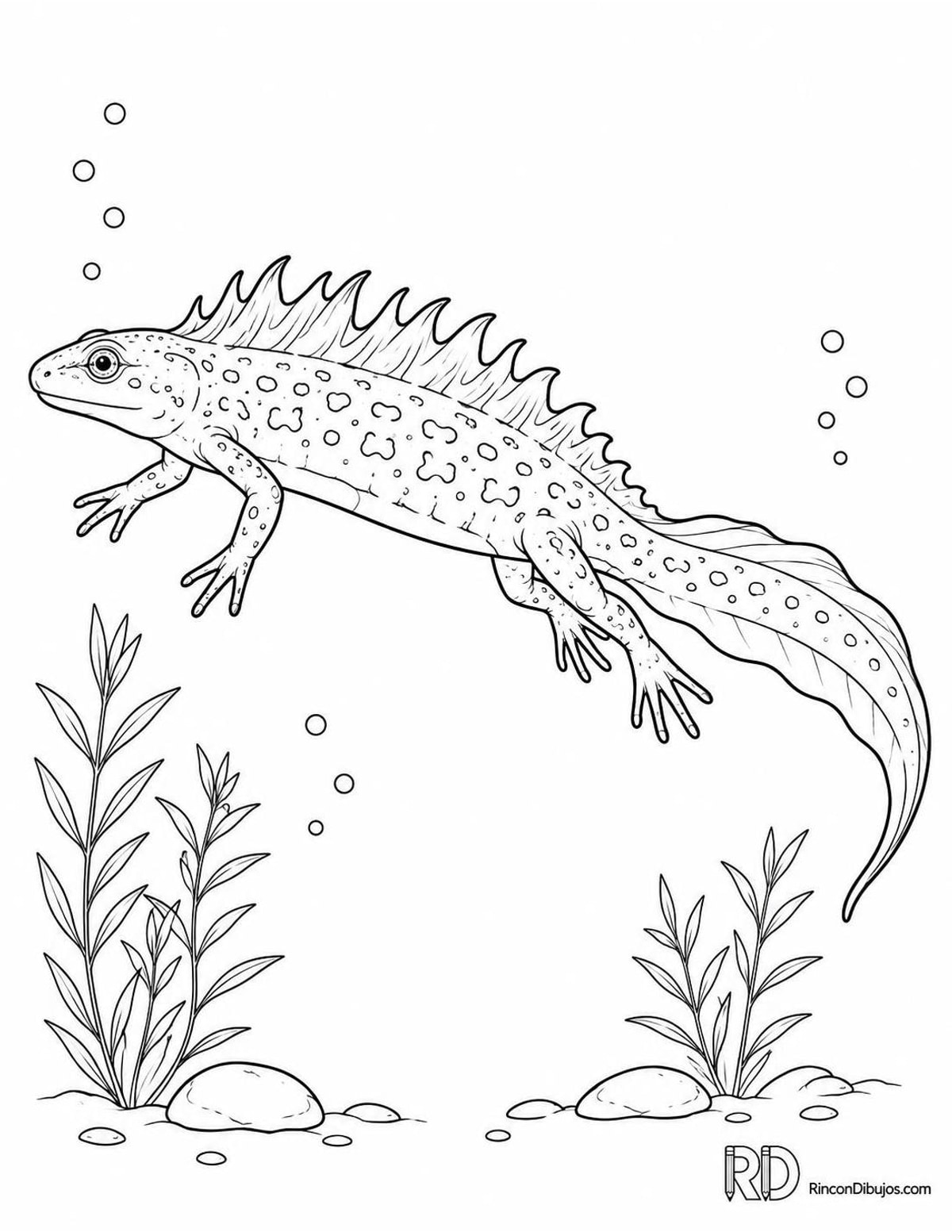 Dibujo de tritón crestado para colorear Dibujo de tritón crestado para colorear