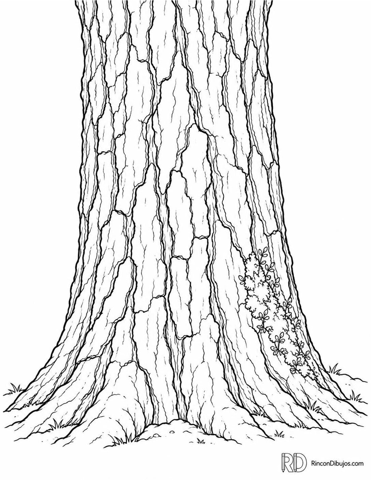 Dibujo de tronco de roble para colorear Dibujo de tronco de roble para colorear