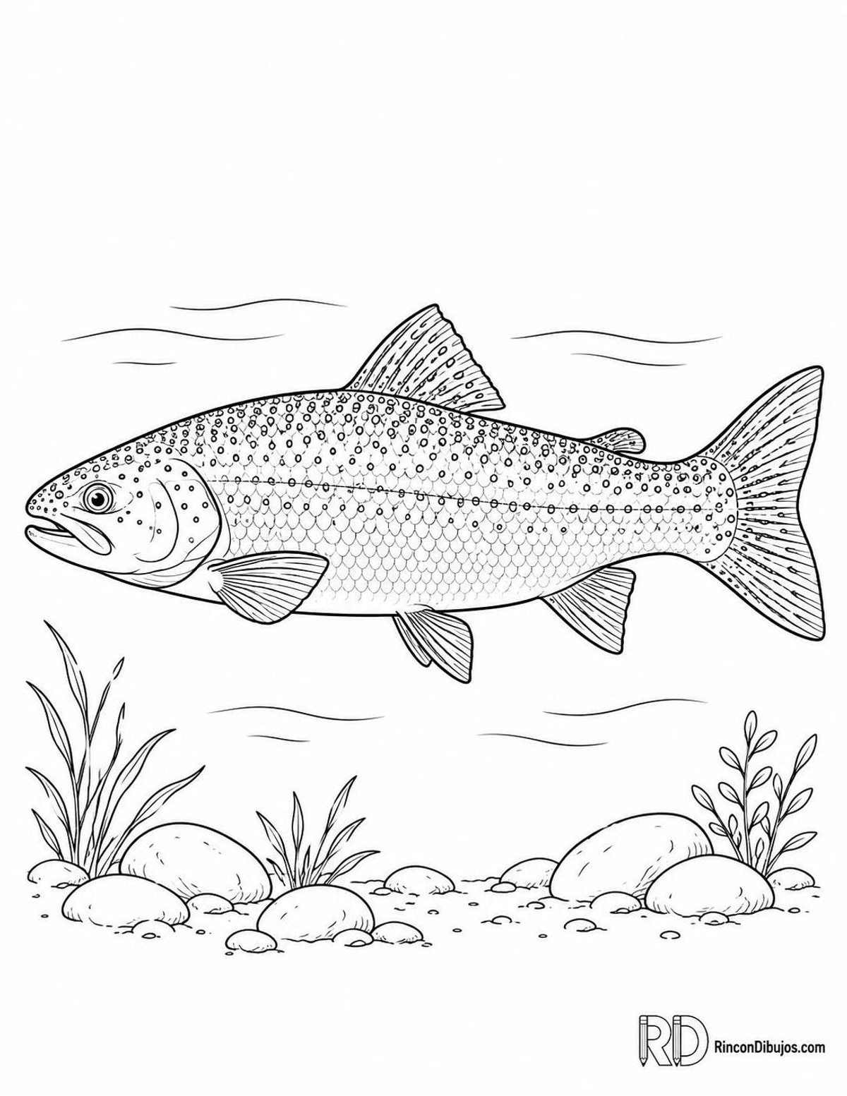 Dibujo de trucha arcoíris para colorear