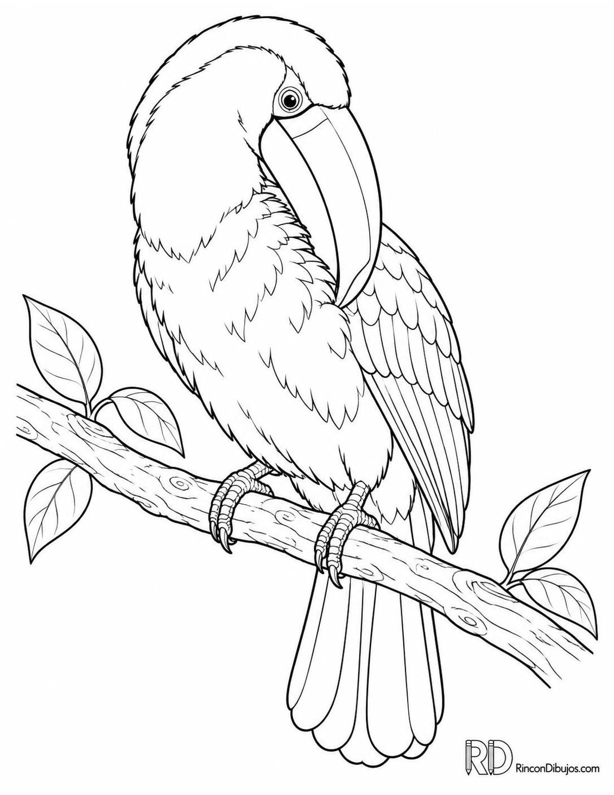Dibujo de tucán acicalándose para colorear Dibujo de tucán acicalándose para colorear
