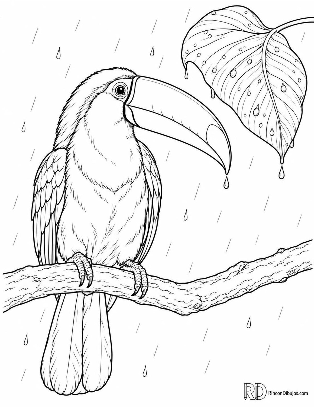 Dibujo de tucán bajo lluvia para colorear Dibujo de tucán bajo lluvia para colorear