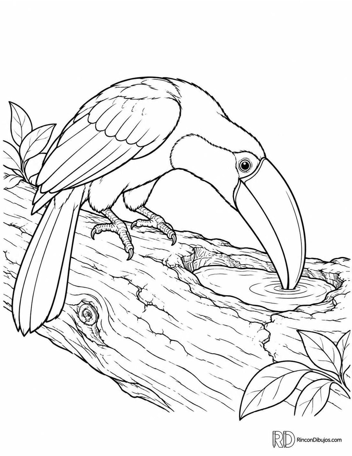 Dibujo de tucán bebiendo para colorear Dibujo de tucán bebiendo para colorear