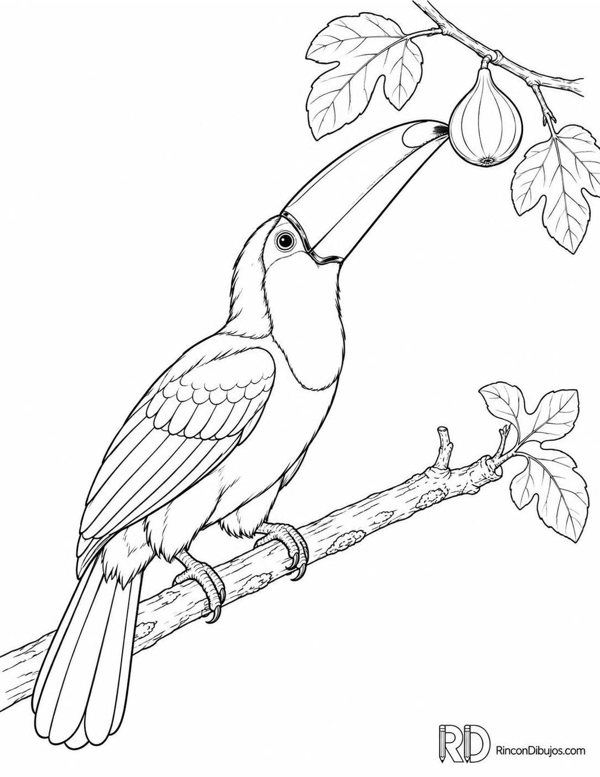 Dibujo de tucán con higo para colorear Dibujo de tucán con higo para colorear