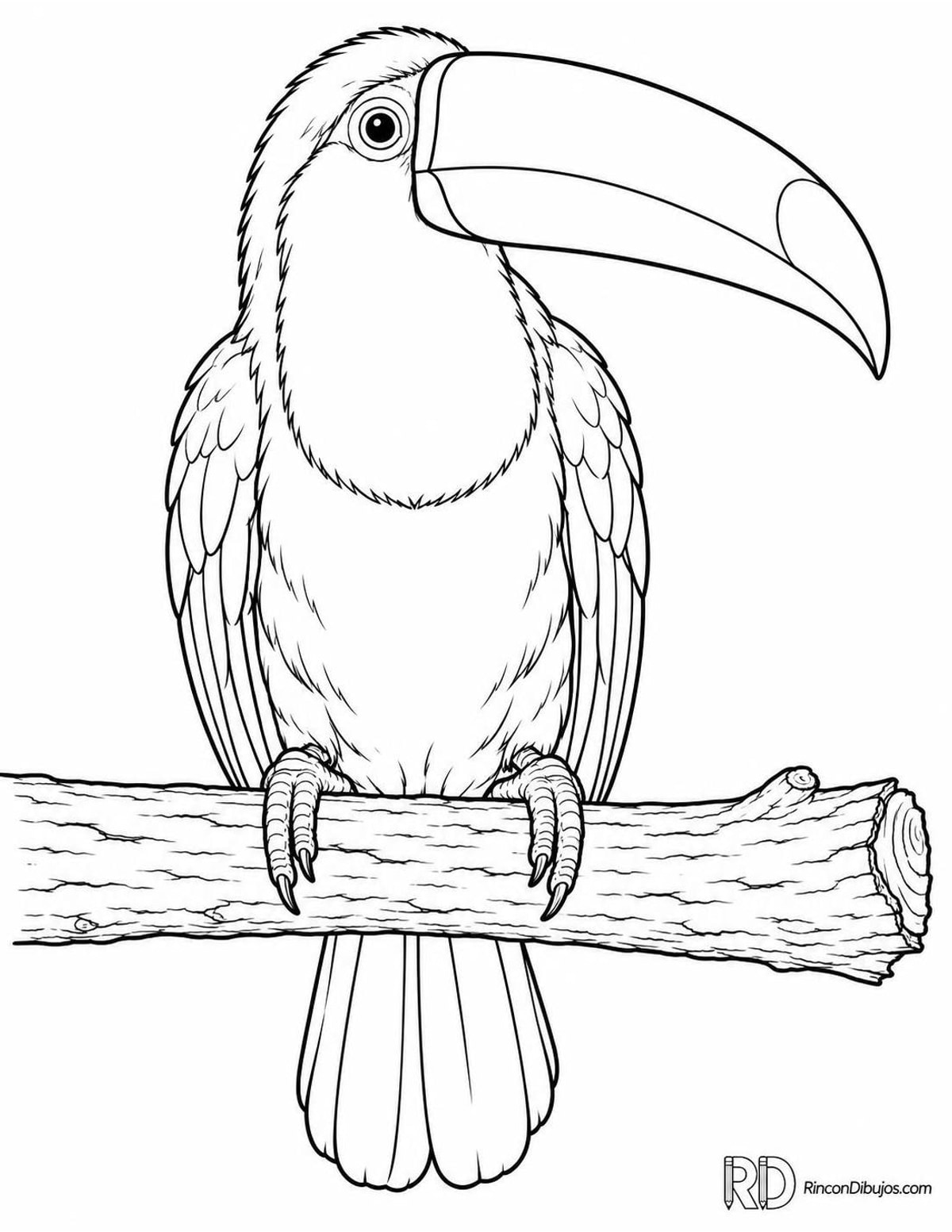 Dibujo de tucán de garganta blanca para colorear Dibujo de tucán de garganta blanca para colorear
