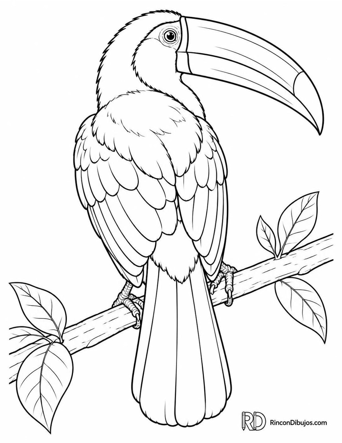 Dibujo de tucán de pico acanalado para colorear Dibujo de tucán de pico acanalado para colorear