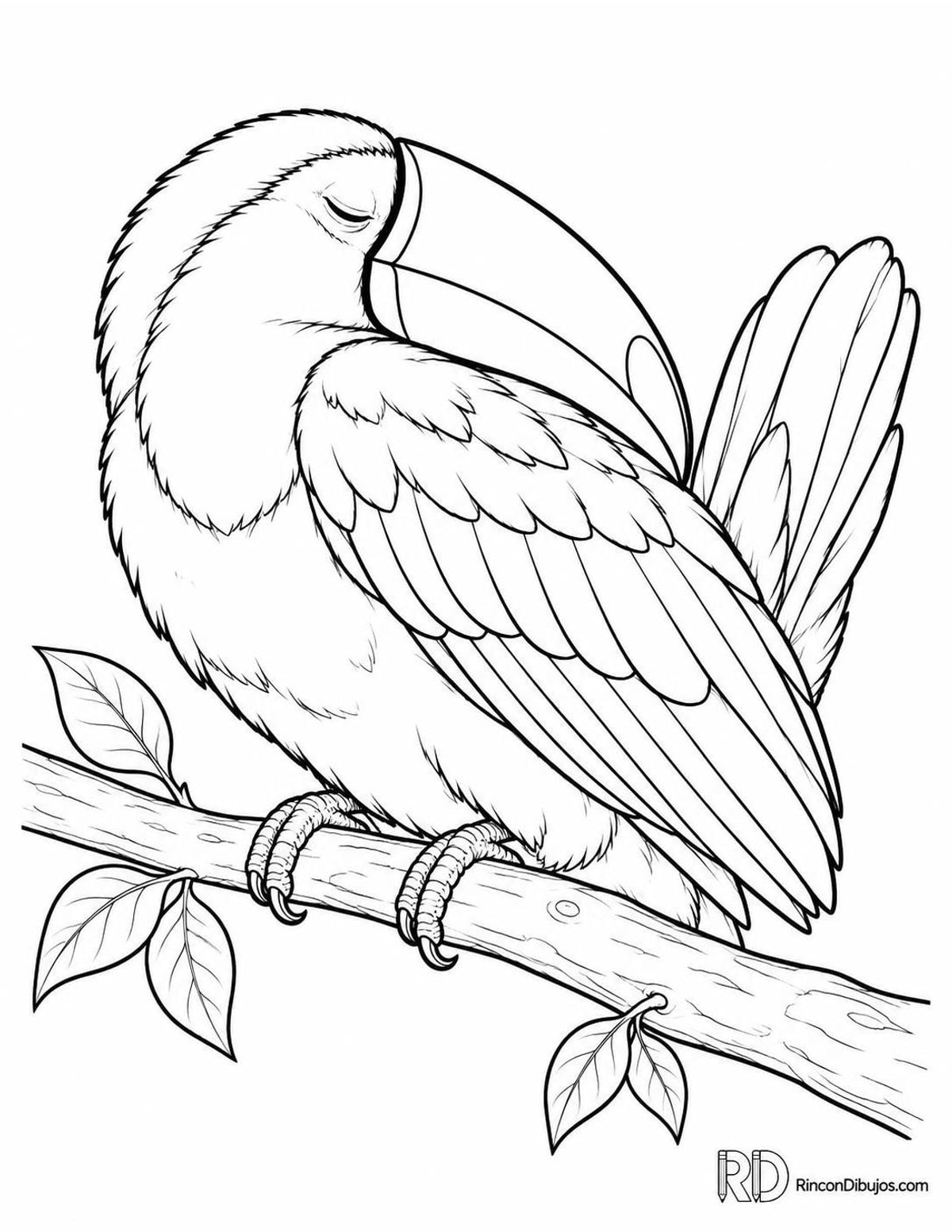 Dibujo de tucán dormido para colorear Dibujo de tucán dormido para colorear