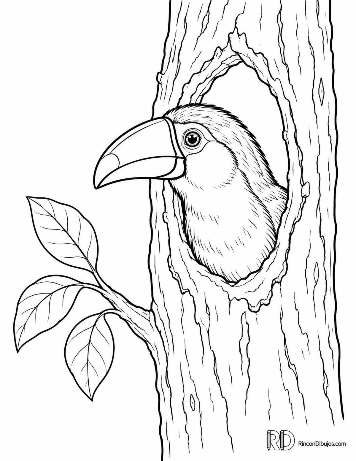 Dibujo de tucán juvenil para colorear Dibujo de tucán juvenil para colorear