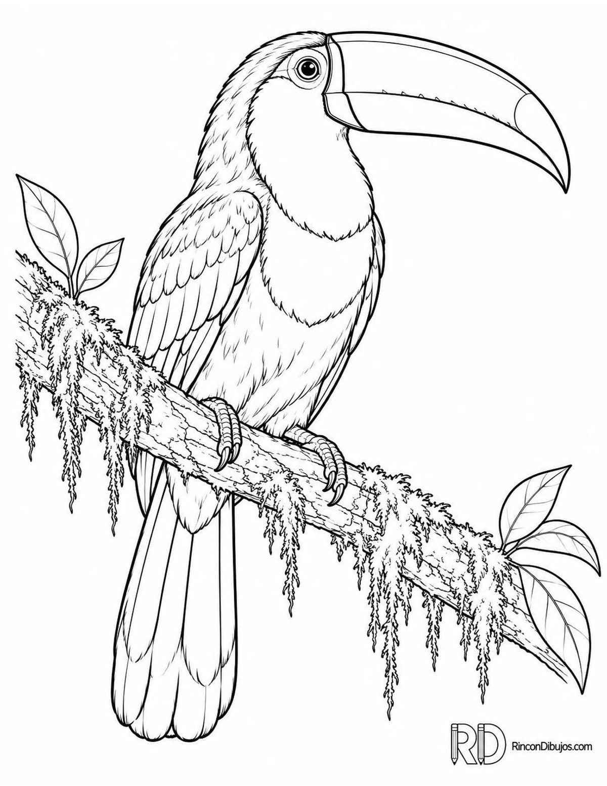 Dibujo de tucán pechirrojo para colorear Dibujo de tucán pechirrojo para colorear