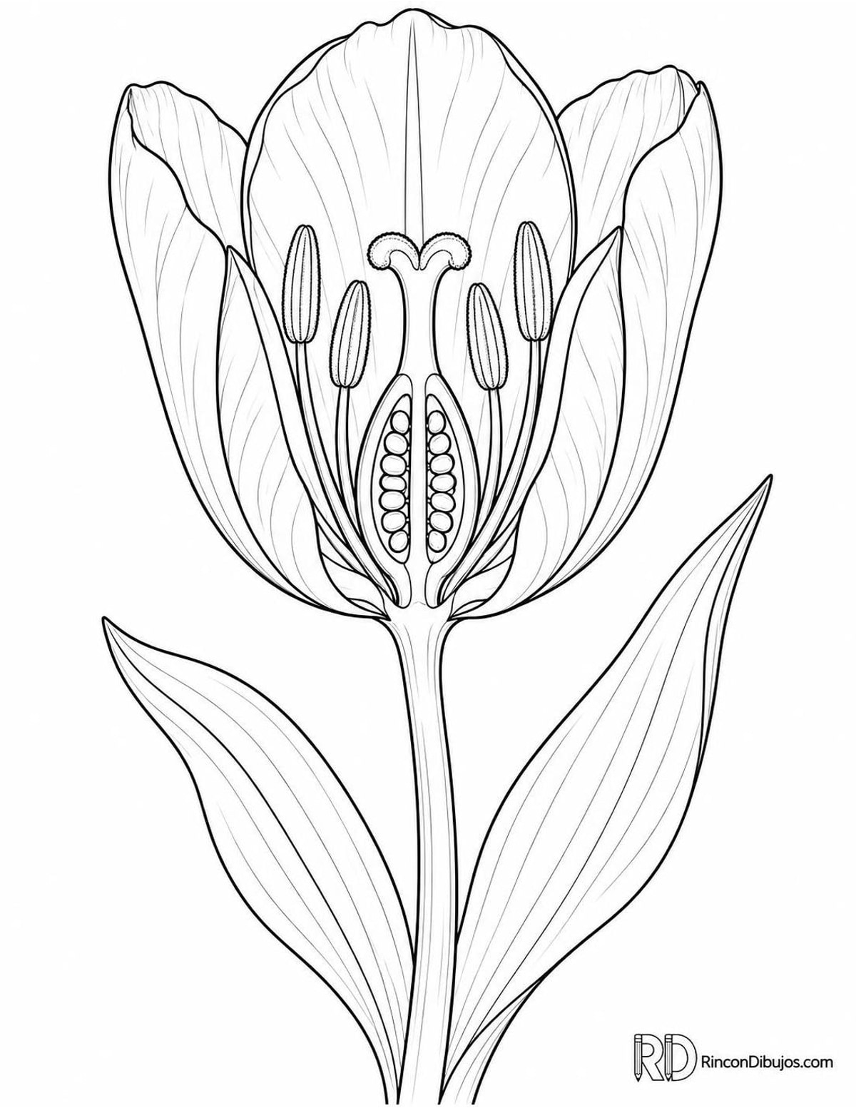 Dibujo de tulipán para colorear