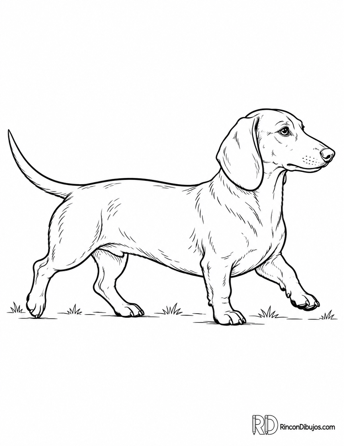 Dibujo de dachshund caminando para colorear Dibujo de dachshund caminando para colorear