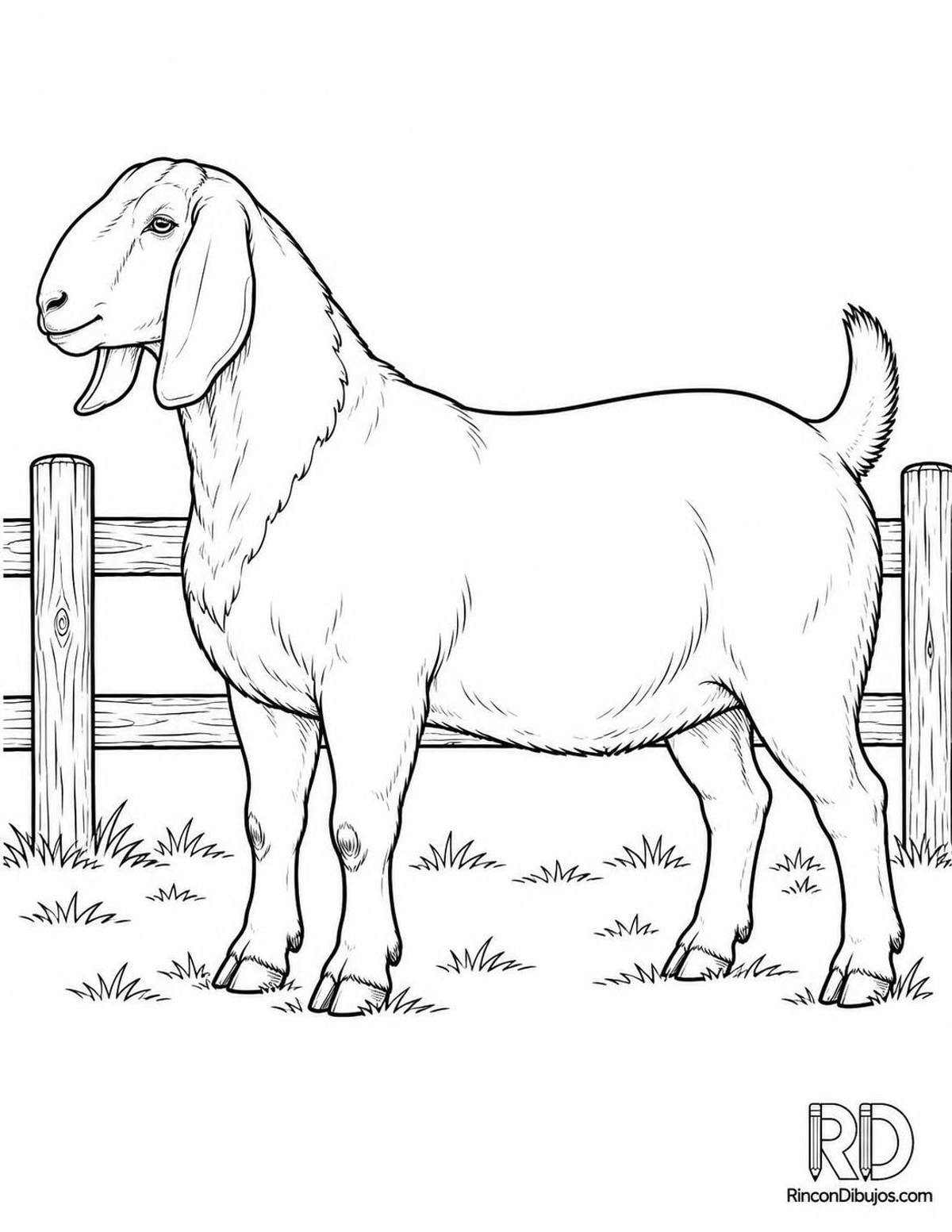 Dibujo de cabra boer para colorear Dibujo de cabra boer para colorear