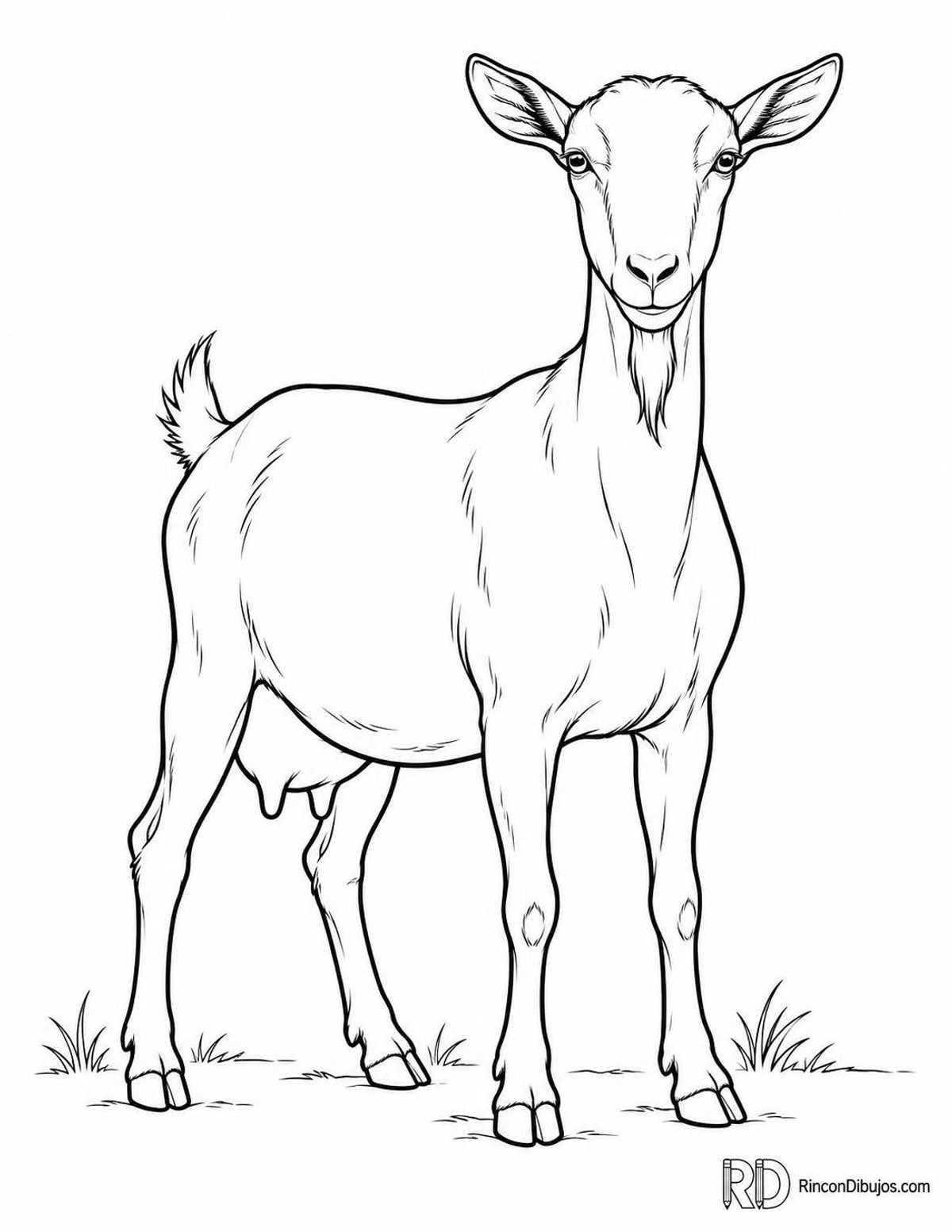 Dibujo de cabra murciano-granadina para colorear Dibujo de cabra murciano-granadina para colorear