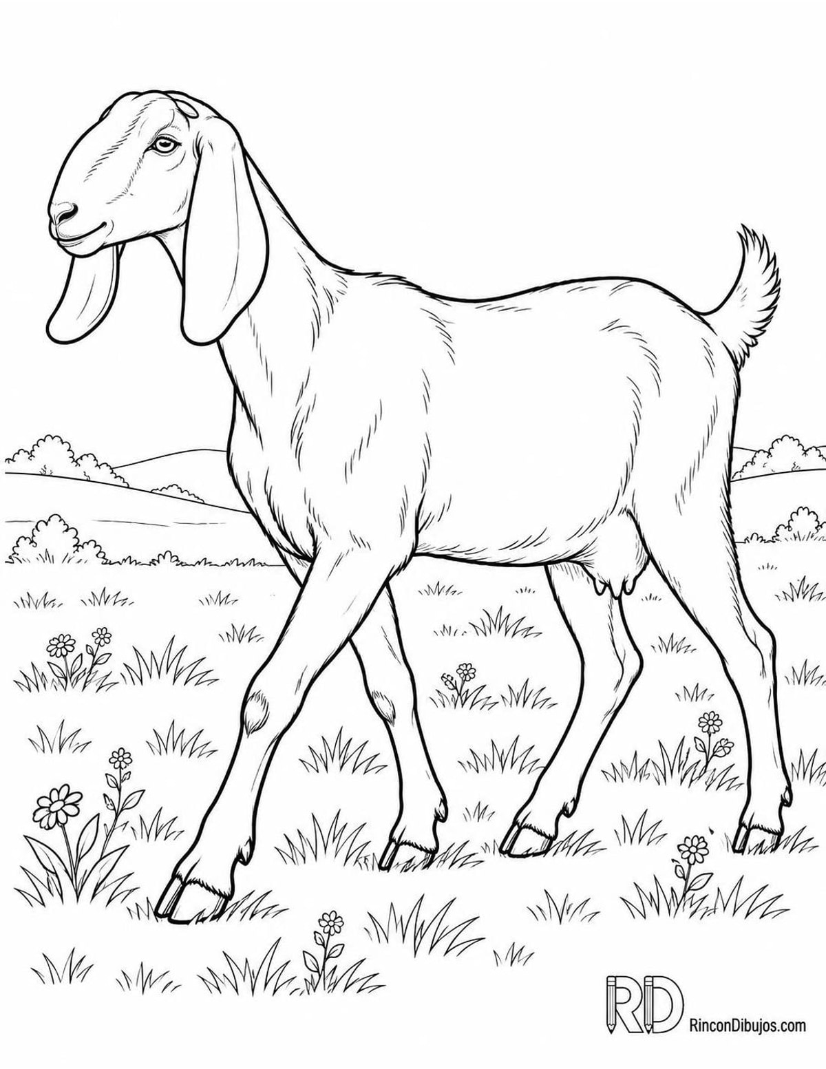 Dibujo de cabra nubia para colorear Dibujo de cabra nubia para colorear