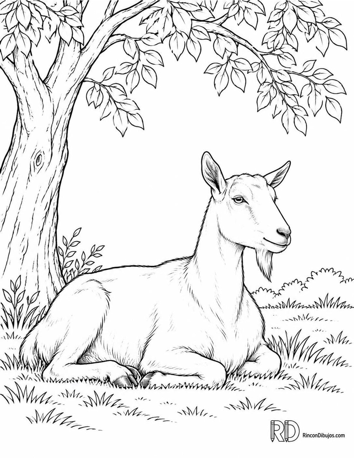 Dibujo de cabra saanen para colorear Dibujo de cabra saanen para colorear
